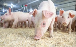 Ngành nuôi lợn ở Trung Quốc lao đao vì giá thức ăn chăn nuôi cao mà nhu cầu thịt lợn lại giảm