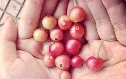 Không cần cherry, việt quất nhập khẩu đắt đỏ, ở Việt Nam có 1 loại quả rụng đầy gốc thay thế tốt, vừa sản xuất collagen vừa phòng chống ung thư
