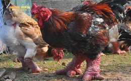 Việt Nam sở hữu giống gà đặc hữu, quý hiếm; dân mạng Trung Quốc ví với Xích cước đại tiên