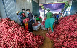 Hàng chục thương nhân Trung Quốc sang Bắc Giang thu mua vải thiều
