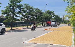 Thóc phơi đầy đường ở ngoại thành Hà Nội gây khó cho người tham gia giao thông
