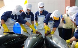 Xuất khẩu cá ngừ và “giấc mơ tỷ đô"