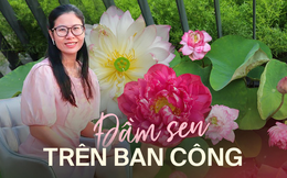Đầm sen trên ban công đẹp nức lòng với gần 20 loại giống của chủ trang trại hoa nổi tiếng ở Hà Nội