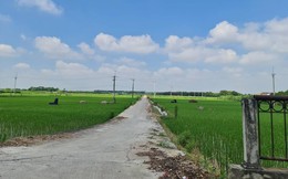 Huyện lên quận ở Hà Nội: Sẽ có những phường vẫn cấy lúa