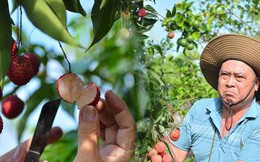 Cận cảnh vườn vải thiều không hạt ở Bắc Giang: Thơm ngọt, không bị sâu đầu, 100.000 đồng/kg vẫn không có để bán
