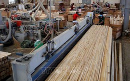 Thông tin việc Hoa Kỳ điều tra lẩn tránh phòng vệ thương mại với gỗ dán và tủ gỗ từ Việt Nam