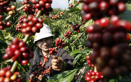Dự trữ ở Việt Nam xuống thấp kỷ lục, đe doạ tăng mạnh giá cà phê toàn cầu
