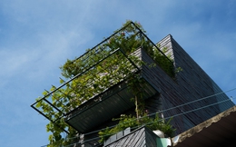Phủ xanh không gian sống cho căn nhà phố giữa lòng Sài Gòn