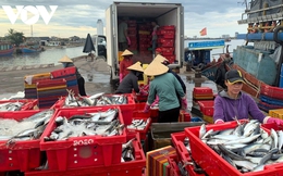 Ngư dân Quảng Bình trúng đậm 250 tấn cá nục, thu 2,4 tỷ đồng