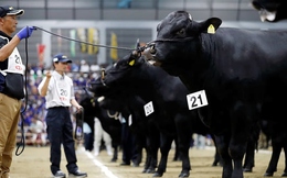 Bên trong 'thế vận hội' so găng những con bò wagyu lấy thịt đắt đỏ bậc nhất Nhật Bản