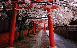 Kyoto rất mong đón du khách trở lại, nhưng 'thủ thỉ' những yêu cầu đặc biệt