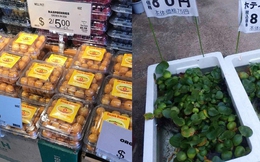 Những loại rau quả cực rẻ, thậm chí mọc dại ở Việt Nam nhưng sang Nhật lại được bày bán trong siêu thị với giá cao ngất ngưởng