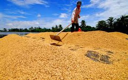 Trung Quốc mua gom gạo Việt Nam, đó là điều tốt?
