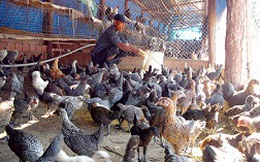 Đông Nam bộ: Tồn kho khoảng 1 triệu con gà
