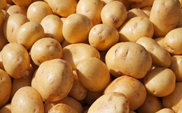 Lào Cai: Chưa phát hiện khoai tây Trung Quốc nhập khẩu không an toàn