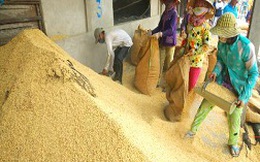 Mua tạm trữ lúa gạo không có nghĩa bao tiêu toàn bộ sản phẩm