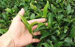 Người làm chè sạch bị vạ lây!