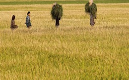 Giá gạo Thái Lan sẽ chạm đáy vào tháng 11 tới
