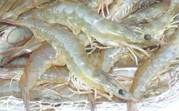 Tận thu tôm tươi sang Trung Quốc – những hệ lụy nghiêm trọng