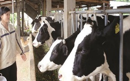Áp dụng quota nhập khẩu đối với doanh nghiệp sản xuất sữa