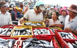 Ngư dân Quảng Trị "trúng đậm" vựa cá thu lớn nhất trong năm