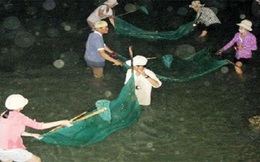 Người dân trúng đậm cá chình trên sông Cái