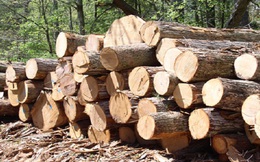 Ngừng cấp phép nhập khẩu gỗ nguyên liệu từ Campuchia