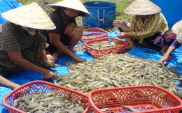 Thu hoạch ồ ạt, tôm thẻ giảm giá mạnh