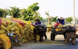 Thị trường lúa gạo: Thông tin ngắt khúc