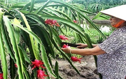 Giá thanh long ruột đỏ tăng cao, nông dân Đồng Nai phấn khởi