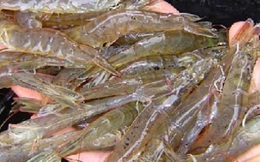 Tôm ăn 6 triệu mỗi ngày, biết sống sao đây!