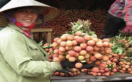 Phía Nam: Tiêu thụ vải thiều tăng mạnh!