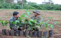 Hỗ trợ nông dân gần 7 triệu cây giống cà phê