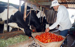 Lâm Đồng trước ngưỡng “bội thực” bò sữa