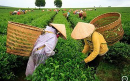 Trà Việt Nam không nhiễm dioxin