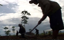 Bầu Đức: Trồng cao su từ đất rừng buộc phải khai hoang, chặt cây