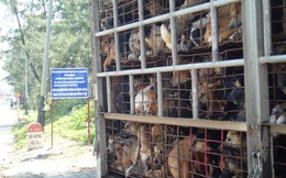 Giết 5 triệu con chó/năm: Thế giới khiếp Việt Nam