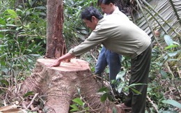 Ai đã xóa sổ 130.000 ha rừng Tây Nguyên?