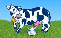 Tại sao các đại gia sữa đồng loạt chọn đối tác nuôi bò?