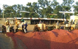 Trung Quốc gia tăng thu mua nông sản Việt