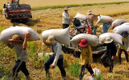 Giá gạo xuất khẩu đạt trung bình 439 USD/tấn trong năm 2014
