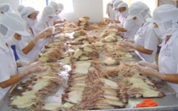 XK bạch tuộc đông lạnh sang Hàn Quốc tăng mạnh