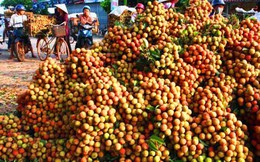Săn “tấm vé” đi Mỹ cho trái cây Việt