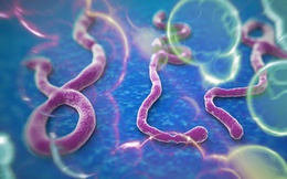 Virus Ebola có lây lan qua đường tình dục không?