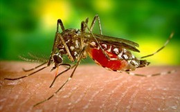 Nhật Bản phát triển thành công kháng thể chống sốt xuất huyết