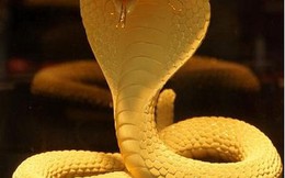Chiêm ngưỡng rắn bằng vàng thật hơn 150 triệu đồng