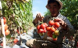 Cà chua Đà Lạt đổ bỏ: Các siêu thị lớn giải cứu