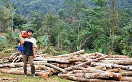 Sẽ dừng khai thác gỗ rừng trên toàn quốc
