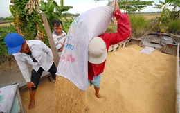 Giá lúa thu đông giảm nhẹ