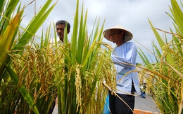 Nay mai trồng cây gì?